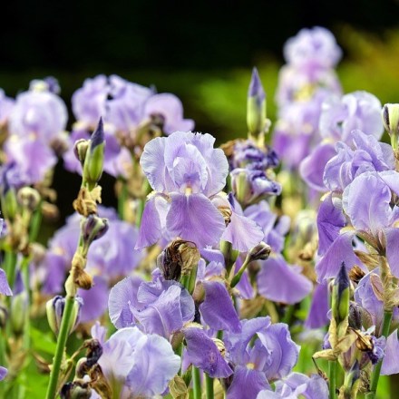 Creando un clasificador para la flor Iris